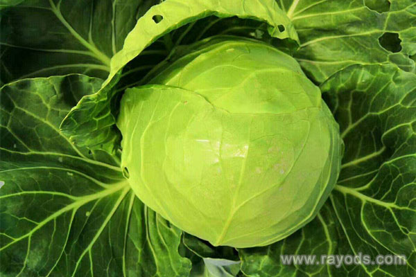 孕妇可以吃甘蓝球吗？甘蓝菜的功效与作用