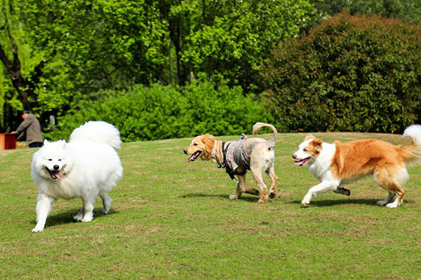 孕妇梦见自己被很多狗追着咬到手是暗示什么？