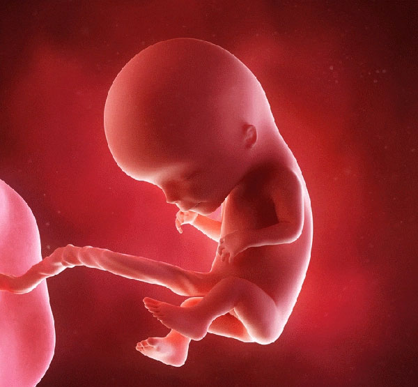 如何通过脐带判断胎儿性别？脐带看男女准不准