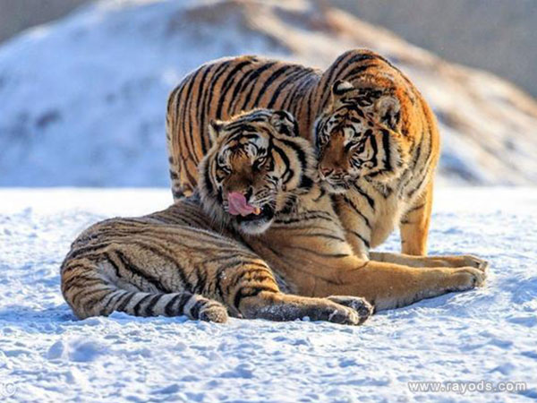 属虎的女性出生最好时辰几点？