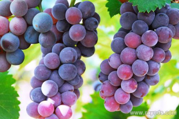 一周半宝宝冬天可以吃葡萄吗？葡萄的营养价值有哪些？