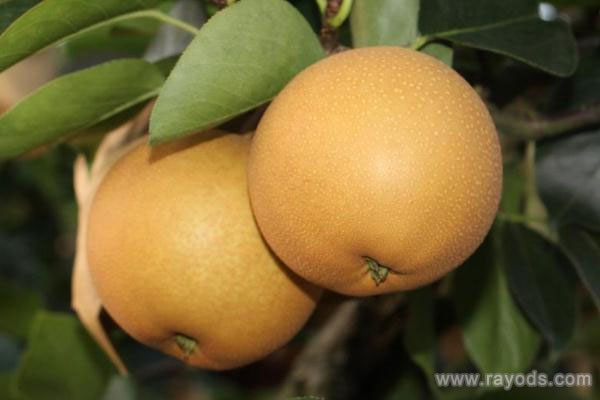 梨子可以空腹吃吗?吃梨的十大禁忌