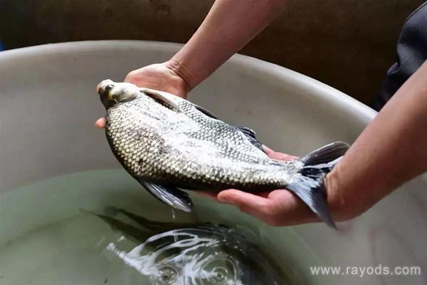 怀孕的人可以吃武昌鱼吗？武昌鱼有哪些功效和作用？