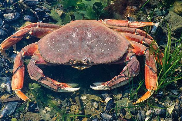 孕妇可以吃海蟹吗？海蟹有什么营养价值？