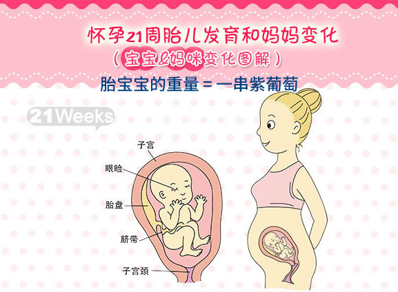 【怀孕二十一周】怀孕21周胎儿图_孕妇饮食注意事项