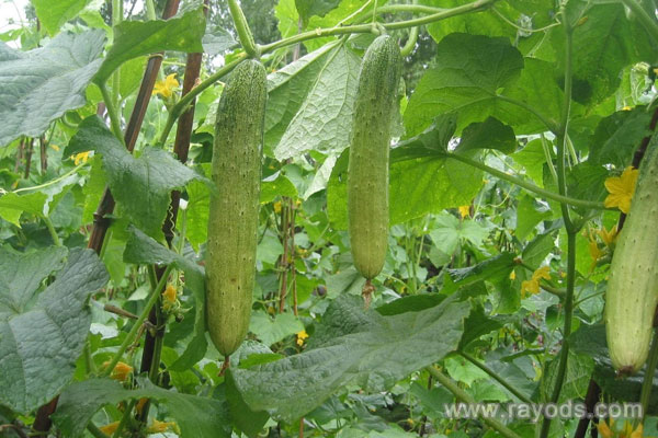 孕妇可以吃黄瓜吗？孕妇吃的黄瓜怎么来做好？