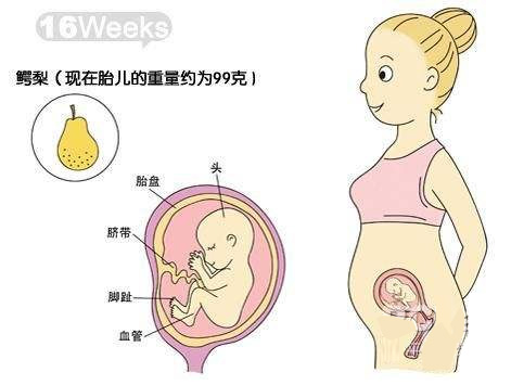 【怀孕十六周】怀孕16周胎儿图_孕妇饮食注意事项