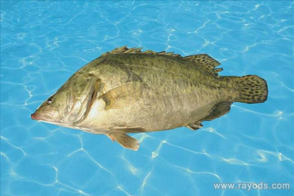 孕妇可以吃桂鱼吗？桂鱼有那些吃法？