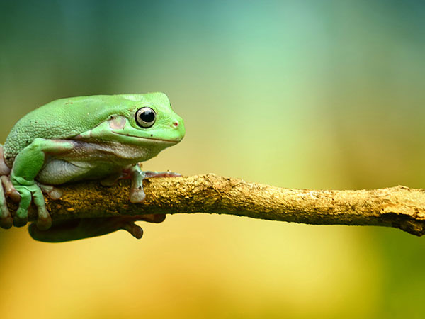 女人梦见青蛙钻裤腿里是胎梦吗？