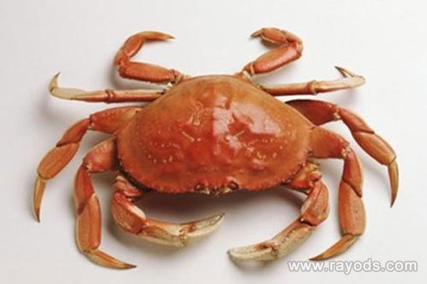 螃蟹哪些位置是不能吃的？孕妇吃螃蟹有什么影响？
