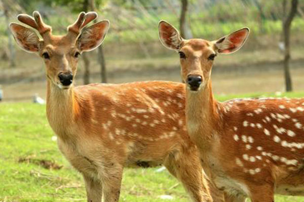 孕妇梦见梅花鹿要自己抱是生男孩的预兆吗？