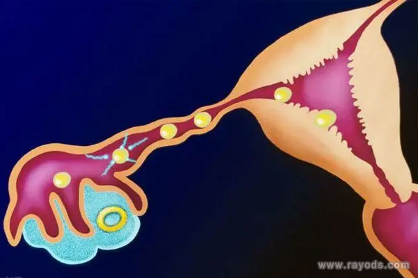 卵黄囊正常范围是多少？卵黄囊大小对照表