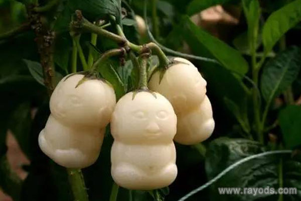 孕妇能不能吃人参果？孕妇吃人参果的好处