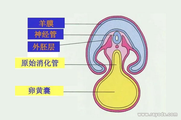 卵黄囊和孕囊的区别B超首次为你揭露其形状