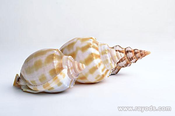 怀孕的人能吃海螺吗？海螺的家常做法有哪些？