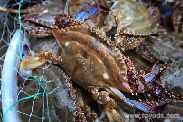 孕妈能吃梭子蟹吗？梭子蟹有哪些烹饪手法？