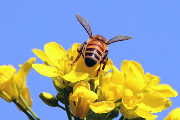 孕妇梦见蜜蜂成群密密麻麻追着自己跑是胎梦吗？