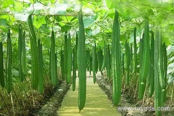 孕妇能喝丝瓜汤吗？孕妇吃丝瓜汤的好处介绍