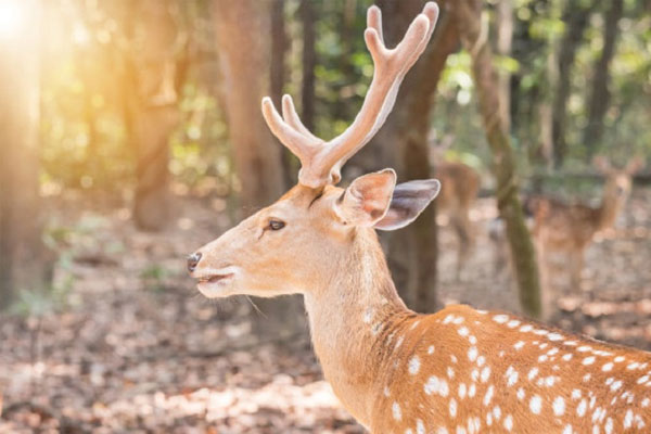 备孕的人梦见梅花鹿是不是胎梦？