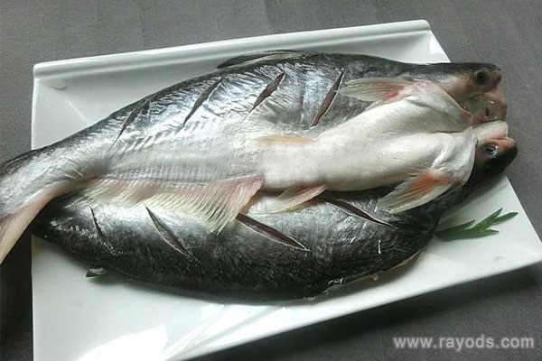 孕妈可以吃巴沙鱼吗？巴沙鱼可以怎么吃？
