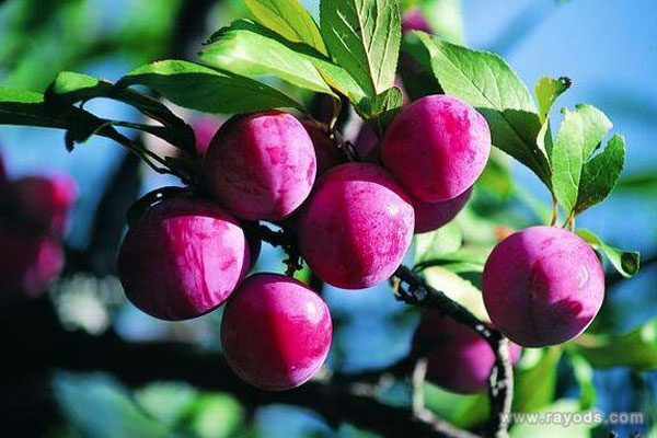 孕妇梦见李子是什么意思有什么预兆