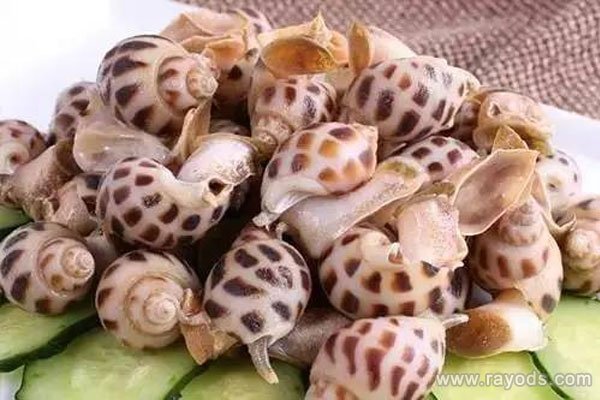 怀孕的人可以吃花螺吗？花螺的营养价值有哪些？