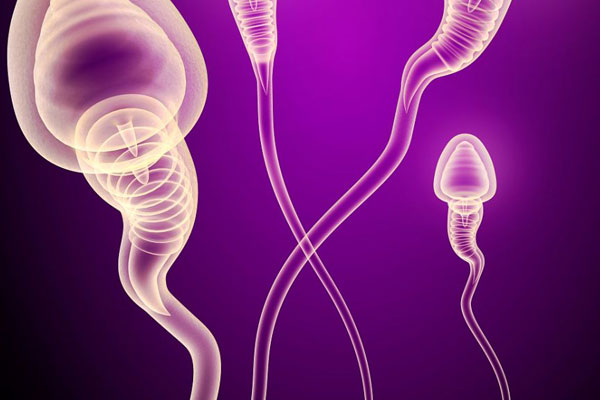 想要提高生男几率，就要想办法提高Y精子的数量