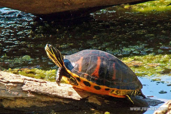 孕妇梦见乌龟是什么意思有什么预兆