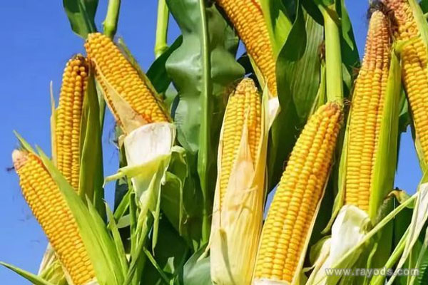 孕妇梦见玉米是什么意思有什么预兆