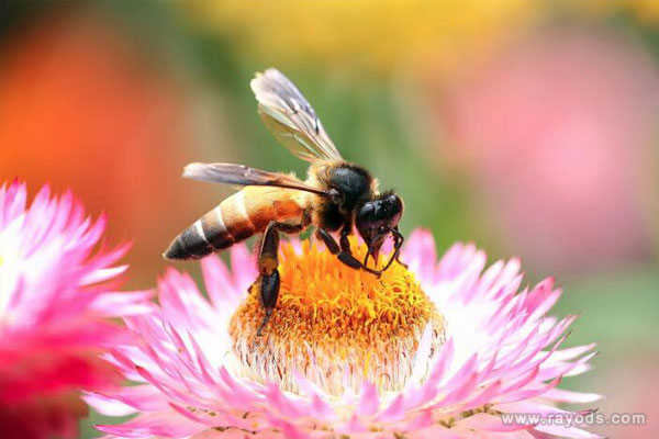 孕妇梦见蜜蜂是什么意思有什么预兆