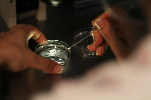 人工授精能不能生男孩？人工授精男孩女孩比例