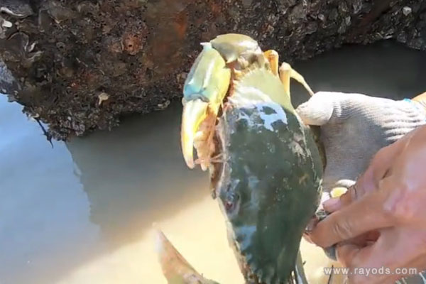 孕妇梦见抓螃蟹是什么意思有什么预兆