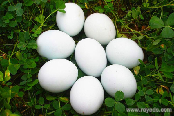 孕妇能不能吃鹅蛋？孕妇吃鹅蛋的好处