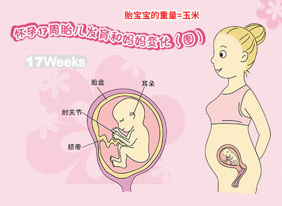 【怀孕十七周】怀孕17周胎儿图_孕妇饮食注意事项
