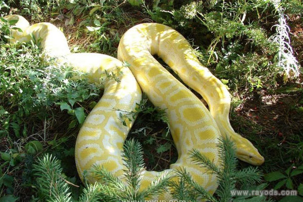 孕妇梦见蟒蛇是什么意思有什么预兆