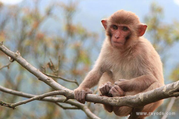 孕妇梦见猴子是什么意思有什么预兆