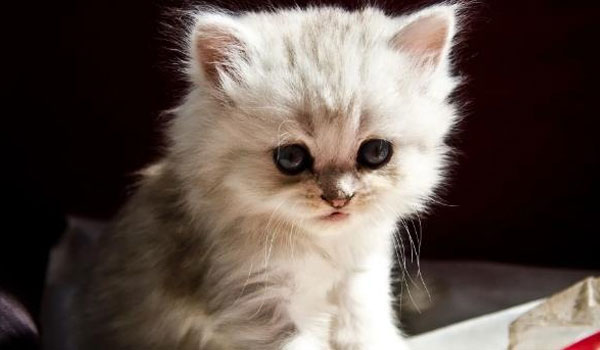 怀孕了家里能养猫吗?警惕弓形虫对于怀孕的影响