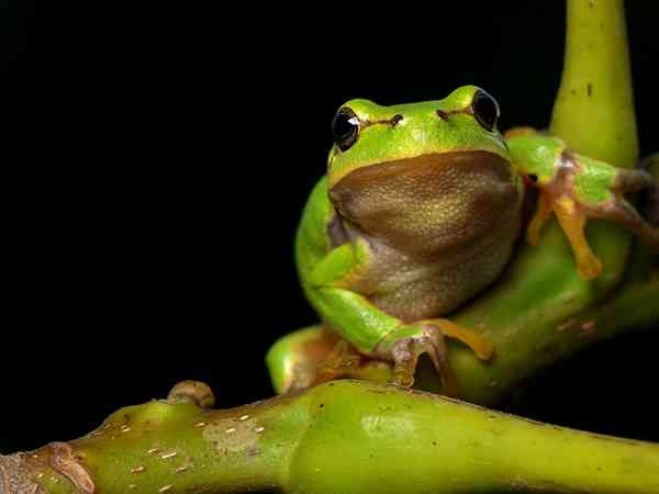 怀孕梦见两只青蛙往屋里跑是什么意思？