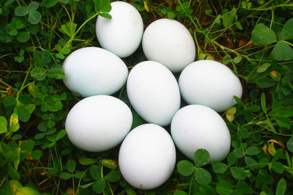 孕妇可以吃鹅蛋吗？鹅蛋的营养怎么样？