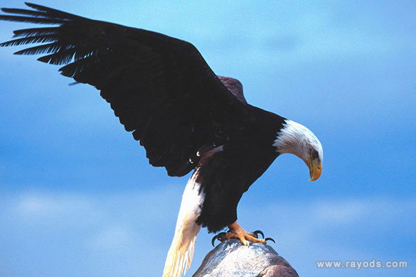 女人梦见鹰是预示将要怀孕的胎梦吗？