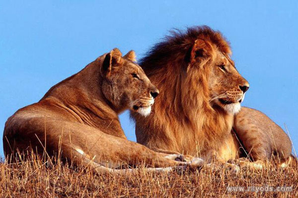 孕妇梦见狮子是什么意思有什么预兆