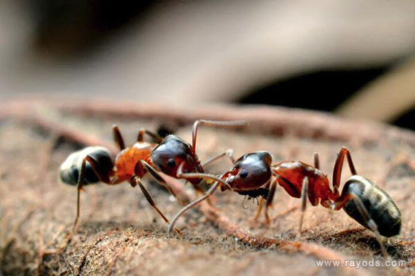 孕妇梦见蚂蚁是什么意思有什么预兆