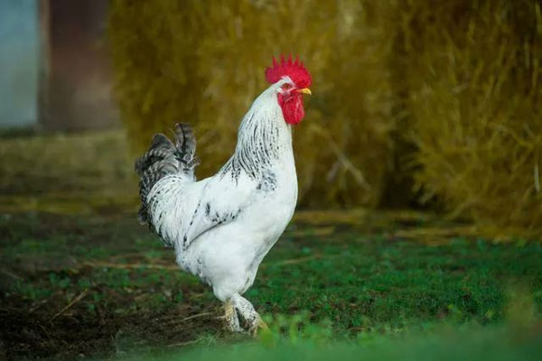 孕妇吃白公鸡生男孩这种方法有多准？