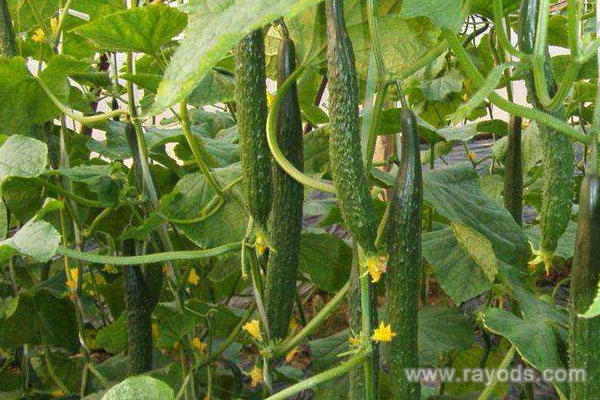 怀孕了可以吃黄瓜吗？孕妇吃黄瓜对胎儿有什么好处？