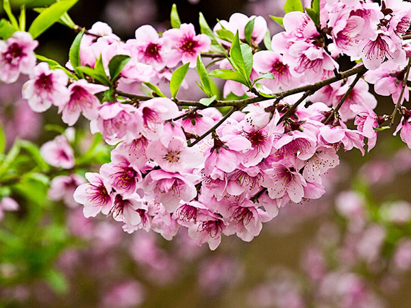 孕妇孕早期梦见满树的桃花开了是生男还是生女？