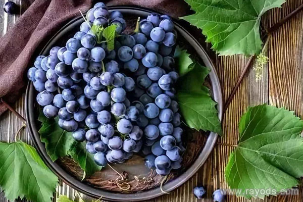 最适合孕妇吃的6种水果 吃得越多孩子越聪明