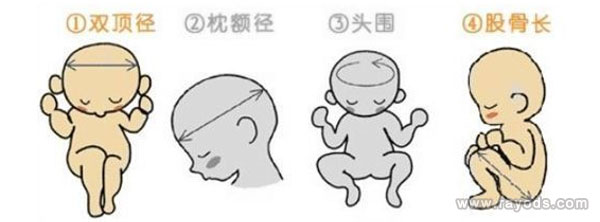 怎么通过双顶径和股骨长看性别？看男女几个月最准