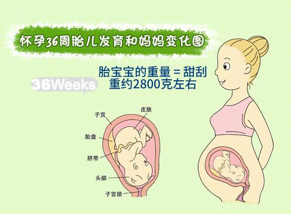 【怀孕三十六周】怀孕36周胎儿图_孕妇饮食注意事项