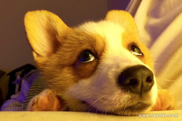 女人梦见狗咬脚好不好是什么意思有什么预兆