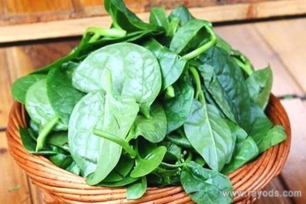 孕妇能不能吃木耳菜 答案只有两个字！